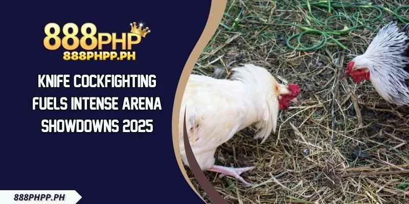 Knife Cockfighting Fuels Intense Arena Showdowns 2025