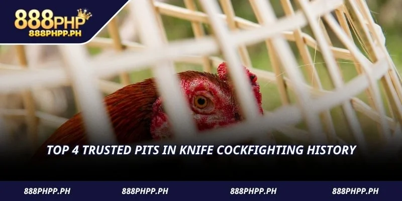 Top 4 trusted pits in knife cockfighting history