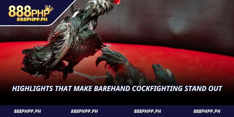 Highlights that make barehand cockfighting stand out